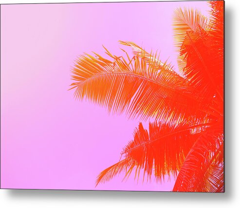 Orange Color Metal Print featuring the photograph Palm Tree On Sky Background. Palm Leaf by Slavadubrovin