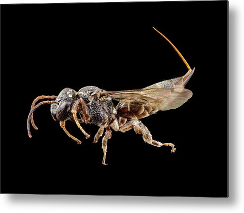 Identification Metal Print featuring the photograph Parasitic Bee by Us Geological Survey