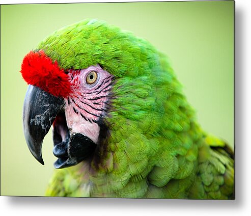 Parrot Metal Print featuring the photograph Parrot by Sebastian Musial
