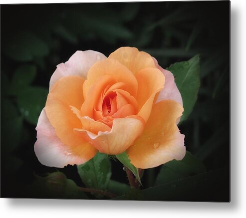 Rose Metal Print featuring the photograph Peach Petals - Rose by MTBobbins Photography