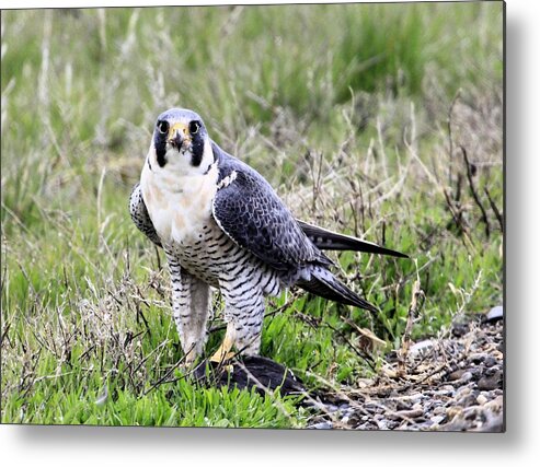 Falcon Metal Print featuring the photograph Peregrine Falcon by Roxie Crouch