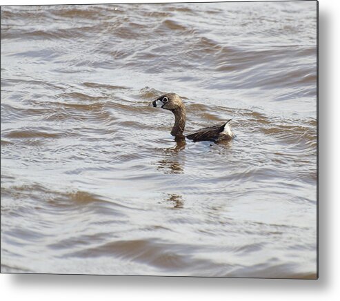 Pied-billed Grebe Metal Print featuring the photograph Pied-billed Grebe by Thomas Young