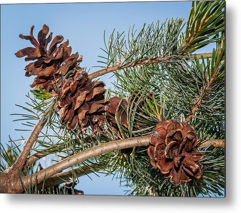 Pine Cones Metal Print featuring the photograph Pine Cones by Len Romanick