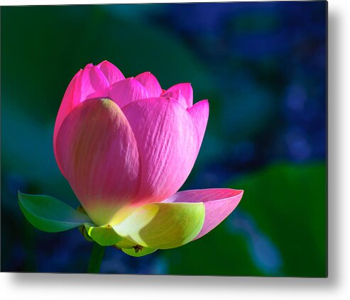 Water Lily Metal Print featuring the photograph Pink lily by John Johnson