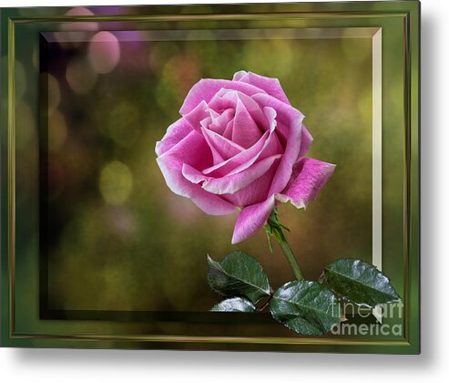 Rose Metal Print featuring the photograph Pink Rose by Shirley Mangini