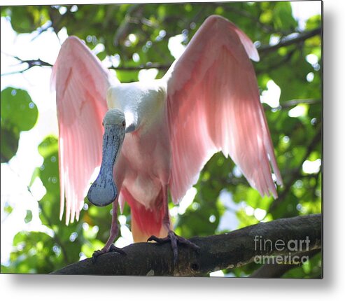 Roseate Spoonbill Metal Print featuring the photograph Pink Spoonbill by Dodie Ulery