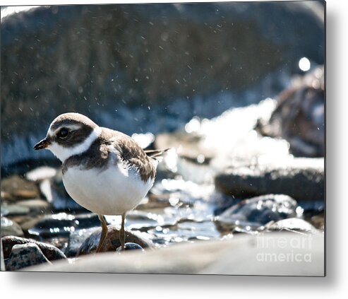  Metal Print featuring the photograph Plover in the water spray by Cheryl Baxter