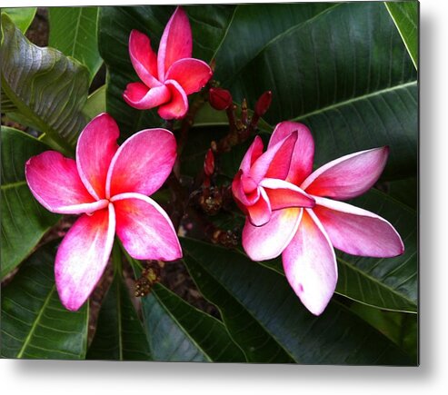 Plumeria Metal Print featuring the photograph Plumeria Blooms by Angela Bushman