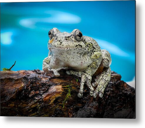 Fjm Multimedia Metal Print featuring the photograph Portrait of a Frog by Frank Mari