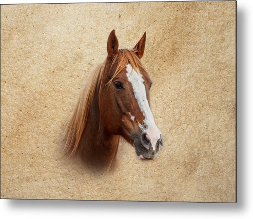 Paint Horse Metal Print featuring the photograph Portrait of a Mare Print by Doug Long