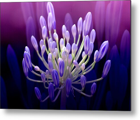 Agapanthus Metal Print featuring the photograph Praise by Holly Kempe