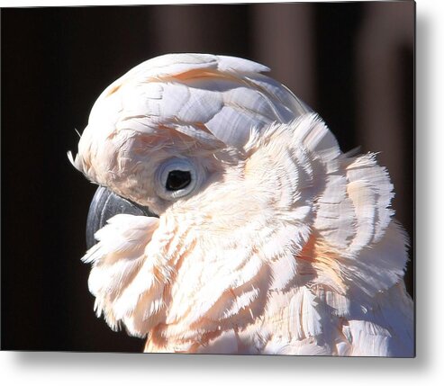 Cockatoo Head Shot Metal Print featuring the photograph Pretty in Pink Salmon-Crested Cockatoo Portrait by Andrea Lazar