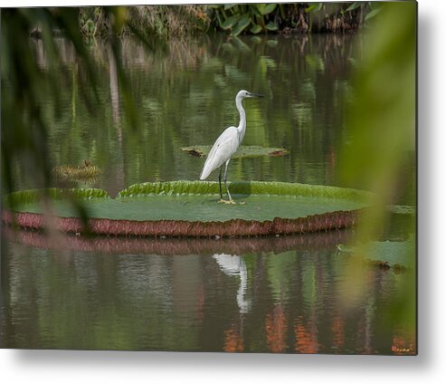 Nature Metal Print featuring the photograph Queen Victoria Water Lily Pad with Little Egret DTHB1618 by Gerry Gantt