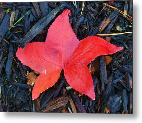 Fall Metal Print featuring the pyrography Red Autumn Leaf by P Dwain Morris