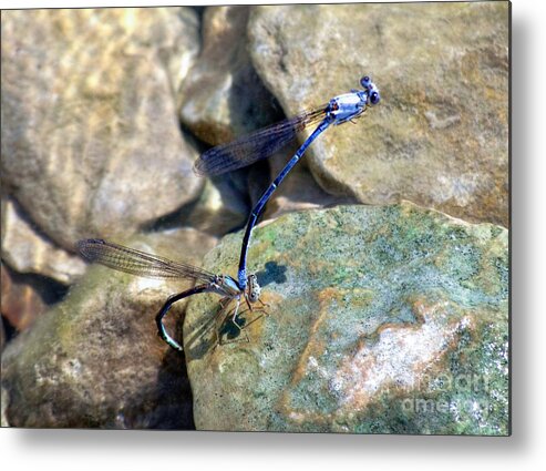 Blue Dragonflies Metal Print featuring the photograph Refueling Dragonflies by Peggy Franz