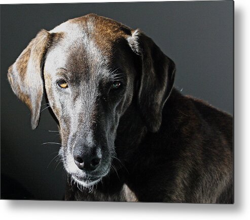 Dogs Metal Print featuring the photograph Rescue Dog - Osa by Peggy Collins