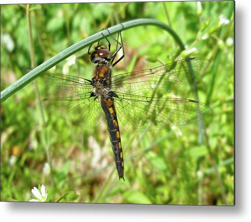 Dragonfly Metal Print featuring the photograph Resting Brown Dragonfly by Carol Senske