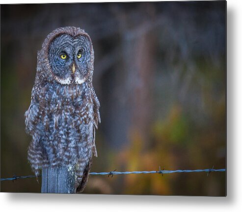 Owl Metal Print featuring the photograph Resting Ghost by Kevin Dietrich