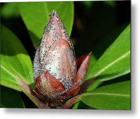 Biology Metal Print featuring the photograph Rhododendron Bud Blast by Nigel Downer/science Photo Library