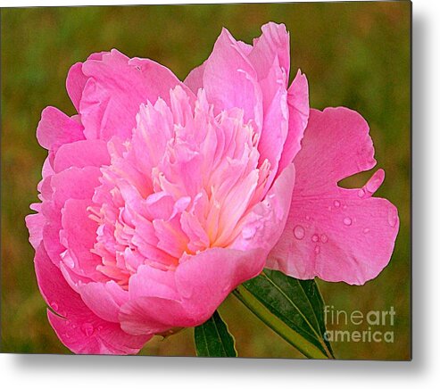 Flora Metal Print featuring the photograph Pink Peony by Eunice Miller