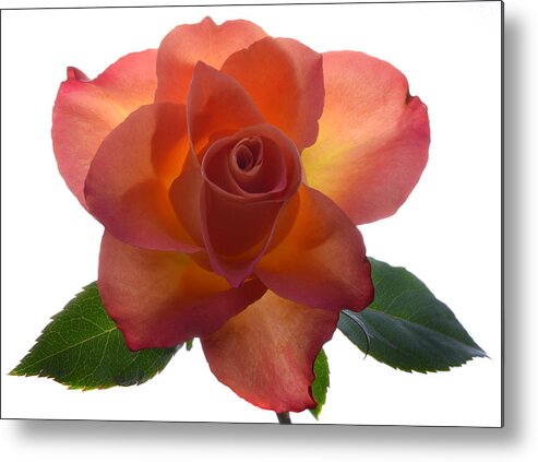 Rose Metal Print featuring the photograph Rose Illumination. by Terence Davis