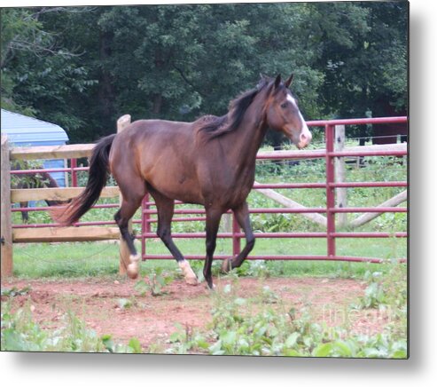 Horse Metal Print featuring the photograph Rowdy by Wendy Coulson