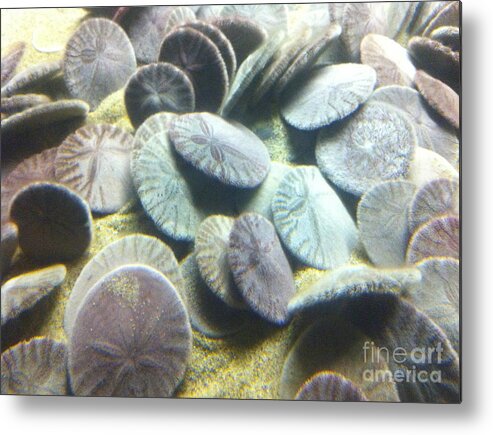 Sand Dollars Metal Print featuring the photograph Sand Dollars by Mark Messenger