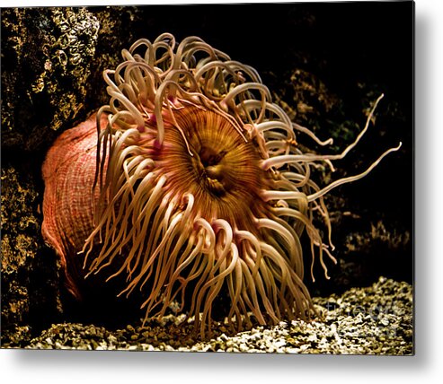 Sea anemone Polyp Metal Print by Dianne Paul - Pixels
