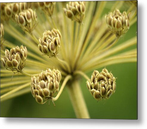 Seeds From A Giant Hogweed Metal Print featuring the photograph Seeds by Jolly Van der Velden