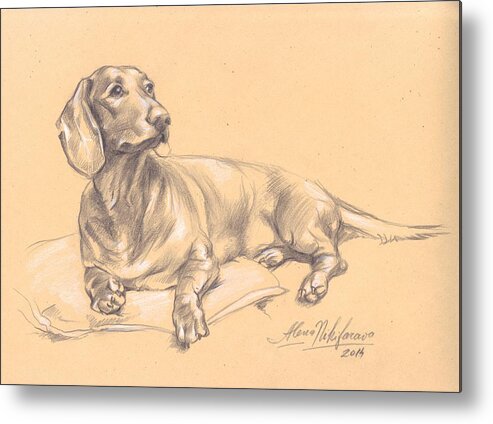 Dachshund Metal Print featuring the drawing Short-haired dachshund on a pillow by Alena Nikifarava