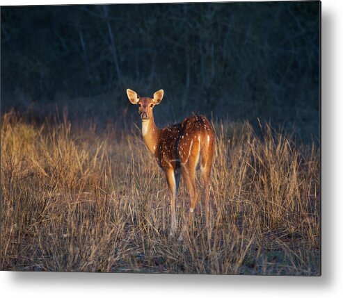 Grass Metal Print featuring the photograph Spotted Deer by Adria  Photography