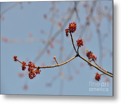 Spring Metal Print featuring the photograph Spring Promise by Jola Martysz