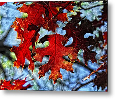 Fall Colors Canvas Print Metal Print featuring the photograph Stained Glass by Lucy VanSwearingen