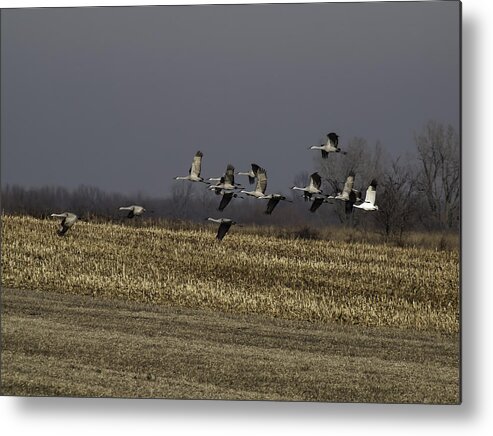 Whooping Crane Metal Print featuring the photograph Standing Out 1 by Thomas Young