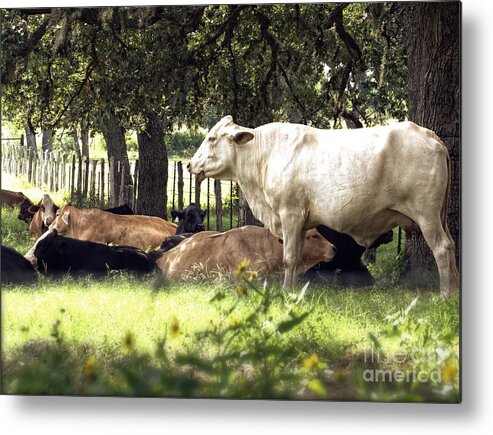 Cattle Metal Print featuring the photograph Standing Watch Cattle Photographic Art Print by Ella Kaye Dickey