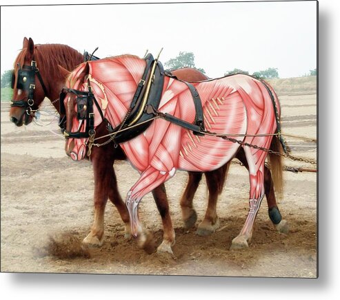 Domesticated Horse Metal Print featuring the photograph Suffolk Punch Horse Breed by Samantha Elmhurst/science Photo Library