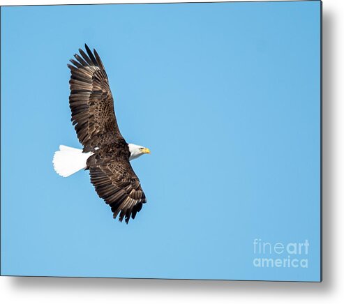 Bird Metal Print featuring the photograph Sunlit Bald Eagle by Cheryl Baxter