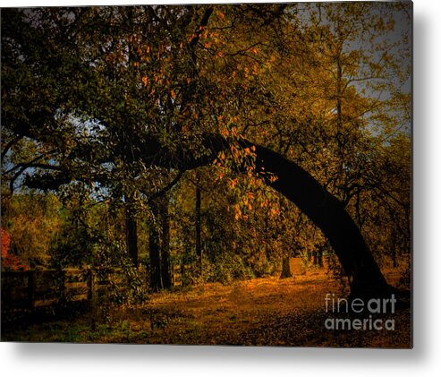 Art Prints Metal Print featuring the photograph Sunny Fall Afternoon by Dave Bosse