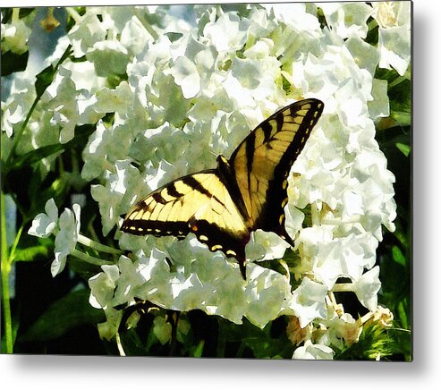 Butterfly Metal Print featuring the photograph Swallowtail on White Hydrangea by Susan Savad