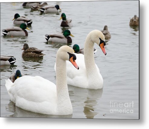 White Metal Print featuring the photograph Swan Couple by Laurel Best