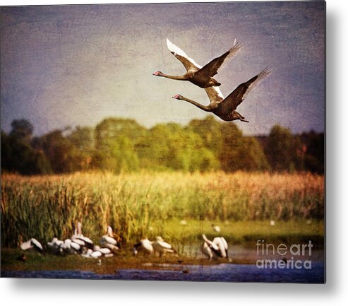 Black Swans Metal Print featuring the photograph Swans In Flight by Kym Clarke