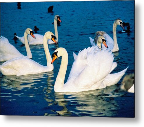 Swans Metal Print featuring the photograph Swans by Matthew Bamberg