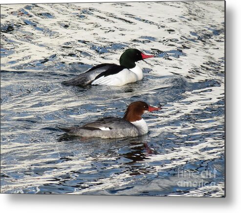 Common Merganser Metal Print featuring the photograph Swimming In Silver by Gayle Swigart