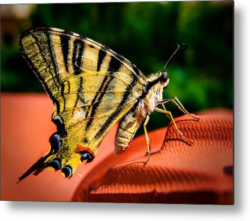 Butterfly Metal Print featuring the photograph Thanks for visiting... by Alessandro Della Pietra