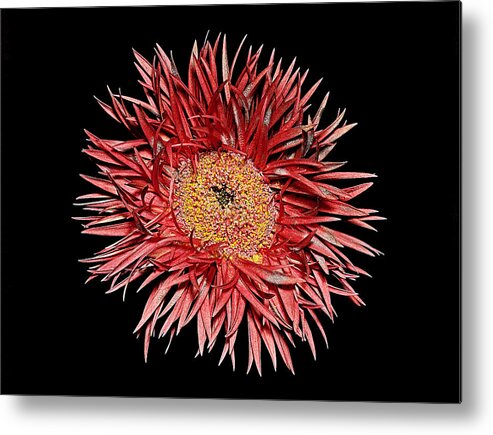 Flower Metal Print featuring the photograph The Big Picture by Russell Brown