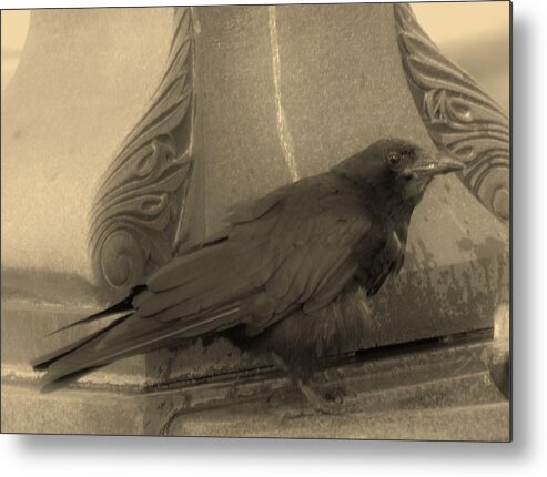 Nature Metal Print featuring the photograph The Clever Crow by Charles Lucas