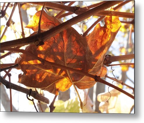 Brown Metal Print featuring the photograph The Color of Fall by Derek Dean