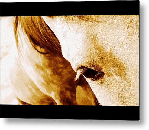 Photography Metal Print featuring the photograph The Curious Horse by Lisa Holland-Gillem