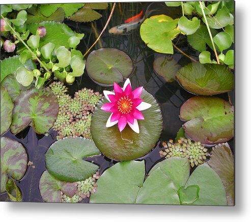 Waterlily Metal Print featuring the photograph The Garden Pond by Mike Kling