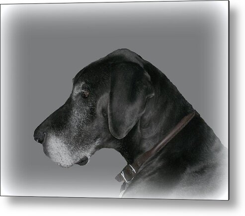 Dog Metal Print featuring the photograph The Great Dane by Barbara S Nickerson